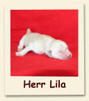 Herr Lila
