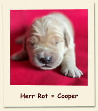 Herr Rot = Cooper