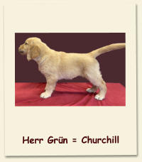 Herr Grün = Churchill